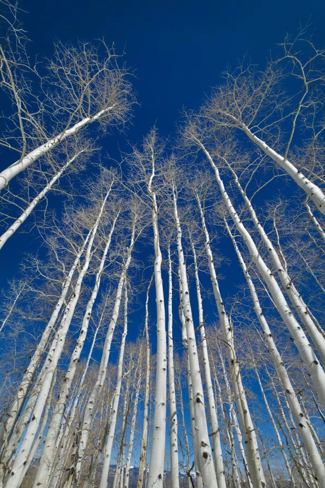 Looking up through canyon walls