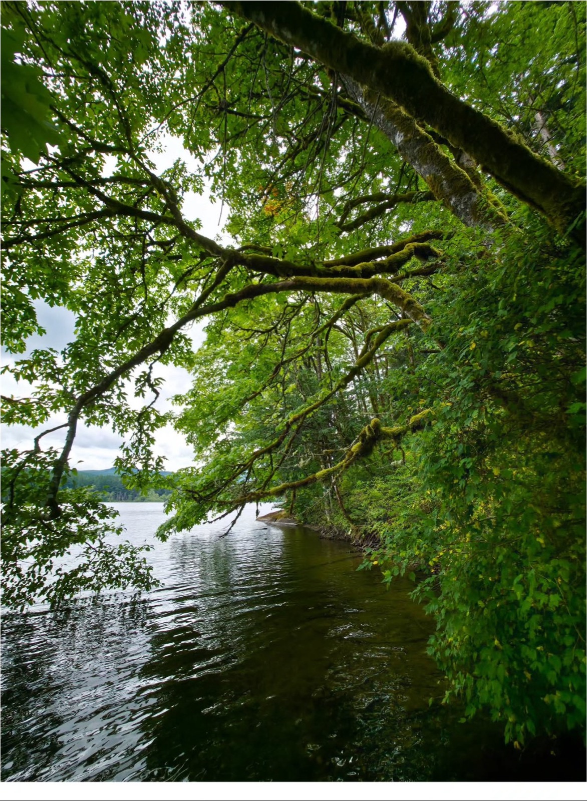 Mossy branches over a still lake